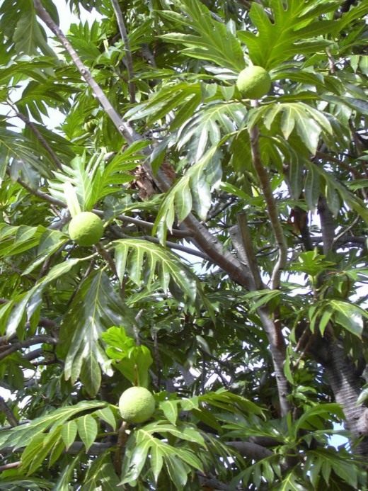 Хлебное дерево (Breadfruit)