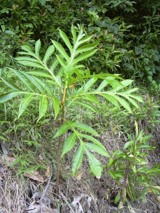 Хлебное дерево (Breadfruit Tree)