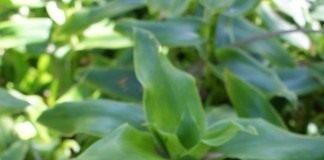 Каллизия душистая, или Золотой ус (Callisia fragrans)