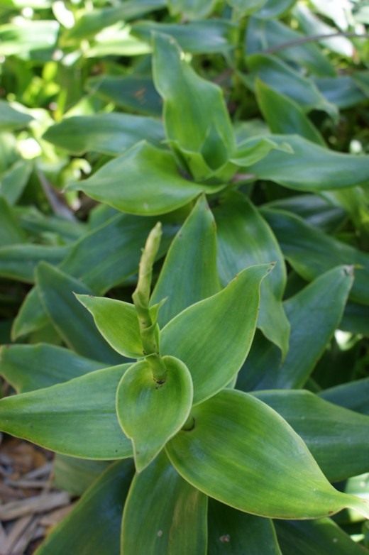 Каллизия душистая, или Золотой ус (Callisia fragrans) Каллизия душистая, или Золотой ус (Callisia fragrans)