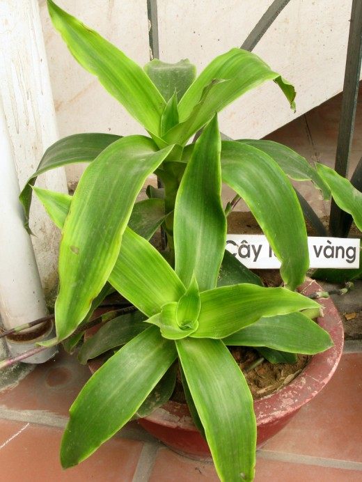 Каллизия душистая, или Золотой ус (Callisia fragrans) Каллизия душистая, или Золотой ус (Callisia fragrans)