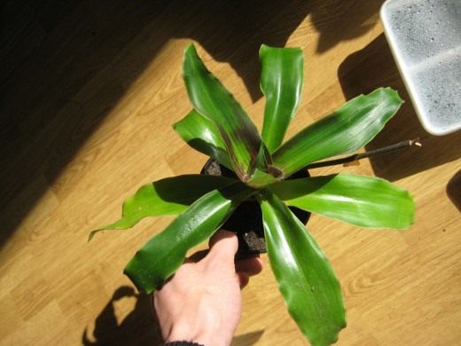 Каллизия душистая, или Золотой ус (Callisia fragrans) Каллизия душистая, или Золотой ус (Callisia fragrans)