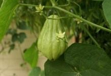 Чайот (Chayote)