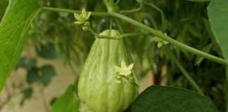 Фрукт или овощ чайот? - Сад и огород Чайот (Chayote)