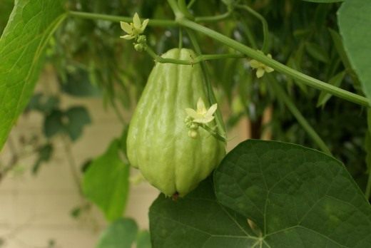 Чайот (Chayote) Чайот (Chayote)