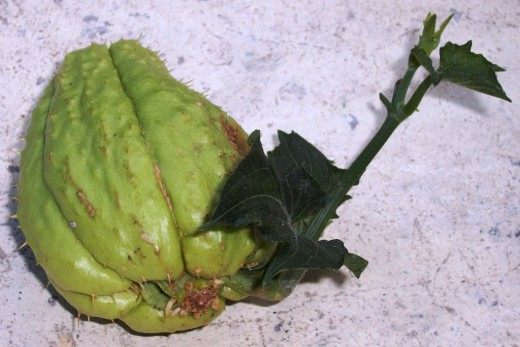Чайот (Chayote)