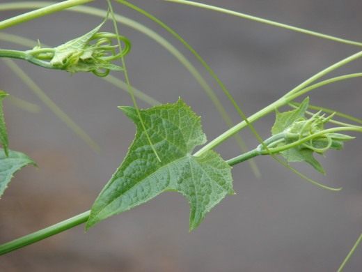 Чайот (Chayote)