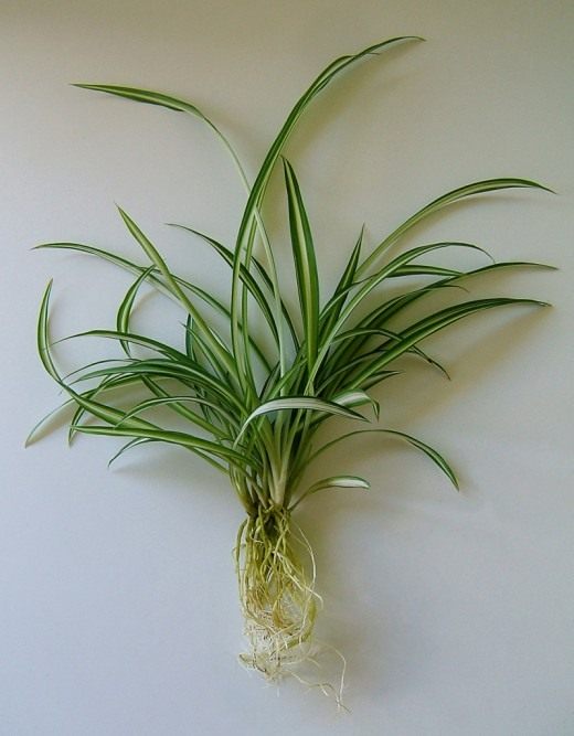 Хлорофитум (Chlorophytum)