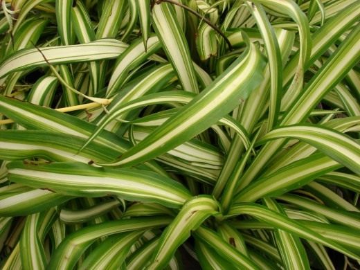 Хлорофитум (Chlorophytum)