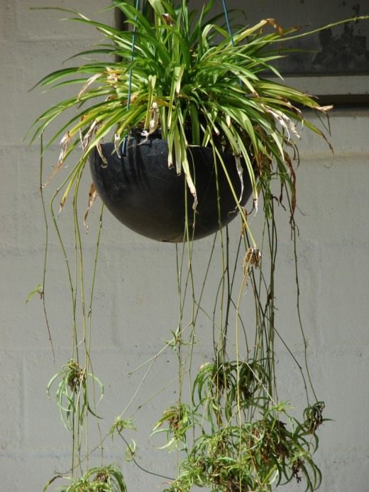 Хлорофитум (Chlorophytum)