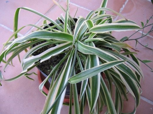 Хлорофитум (Chlorophytum)