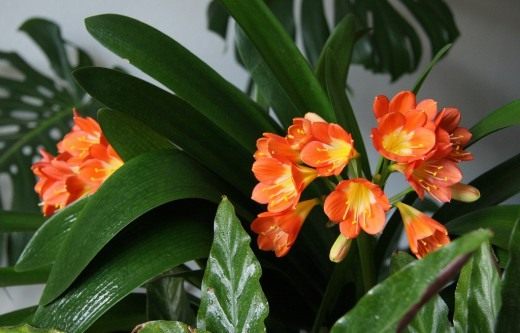 Кливия (Clivia)