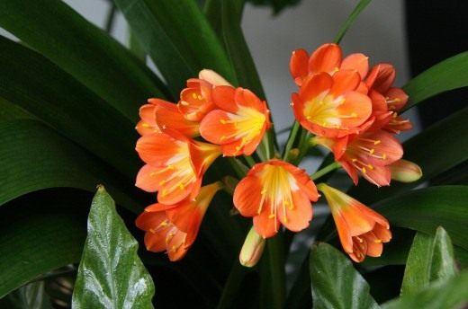 Кливия (Clivia)