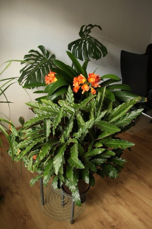 Кливия (Clivia)