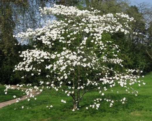 Кизил (Cornus)
