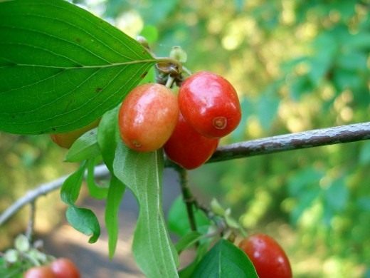 Кизил (Cornus)