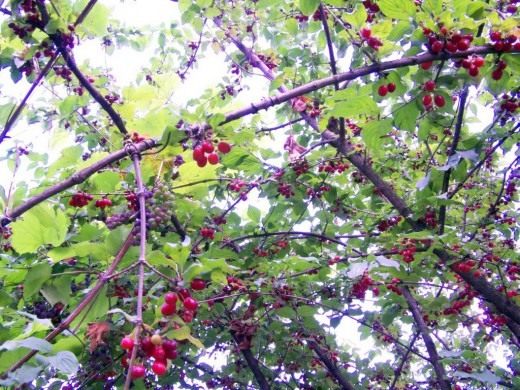 Кизил (Cornus)