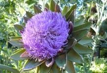 Артишок (Cynara)