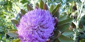 Артишок (Cynara)