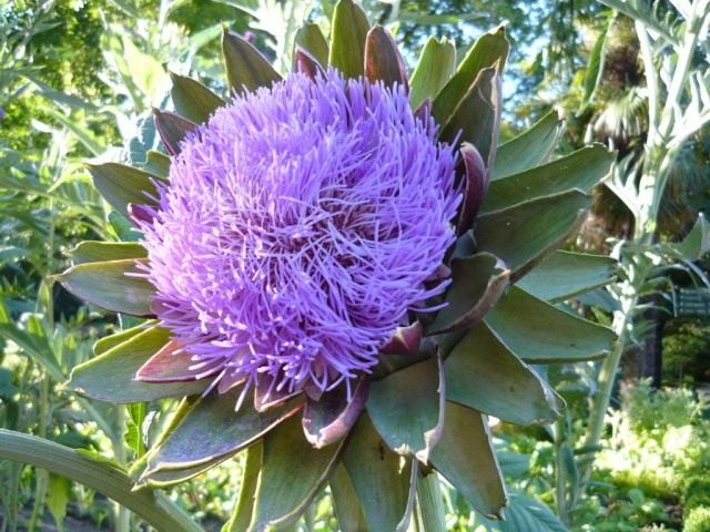 Артишок (Cynara) Артишок (Cynara)