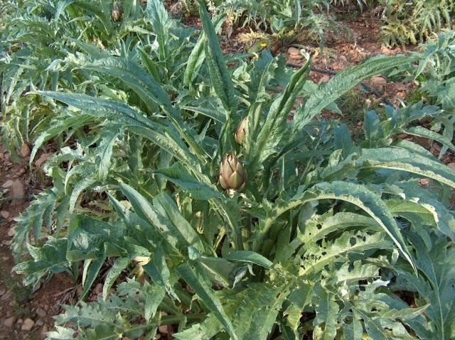 Артишок (Cynara) Артишок (Cynara)