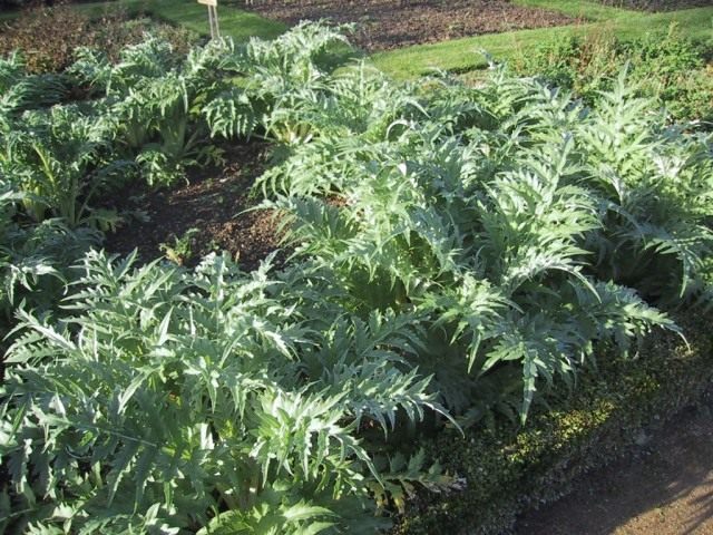 Артишок (Cynara) Артишок (Cynara)