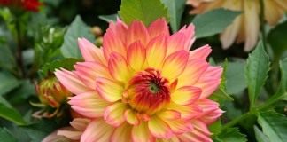 Георгин (Dahlia)