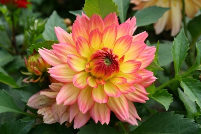 Георгин (Dahlia) Георгин (Dahlia)
