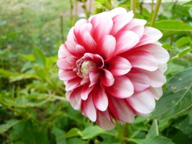 Георгин (Dahlia) Георгин (Dahlia)