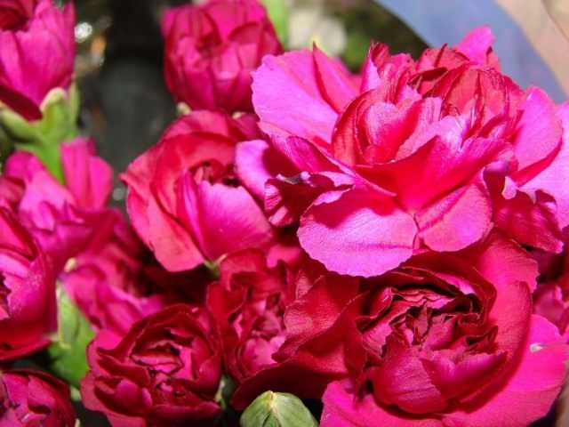 Гвоздика (Dianthus) Гвоздика (Dianthus)
