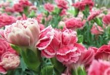Гвоздика (Dianthus)