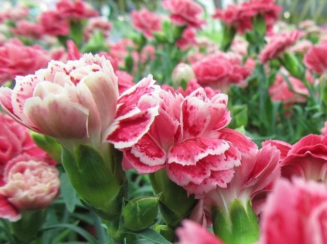 Гвоздика (Dianthus) Гвоздика (Dianthus)