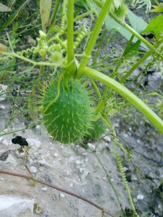 Колячеплодник, или Эхиноцистис, или бешеный огурец (Echinocystis)
