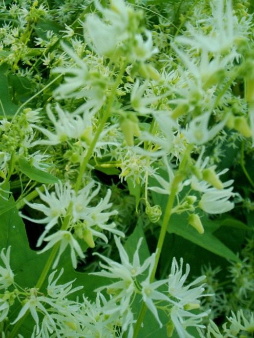 Колячеплодник, или Эхиноцистис, или бешеный огурец (Echinocystis)