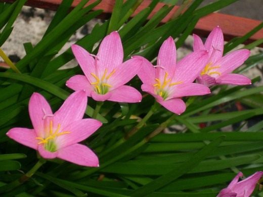 Зефирантес (Fairy lily)