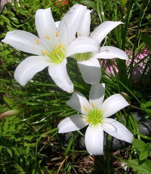 Зефирантес (Fairy lily)