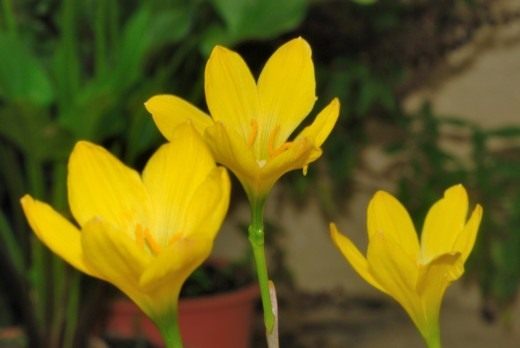 Зефирантес (Fairy lily)