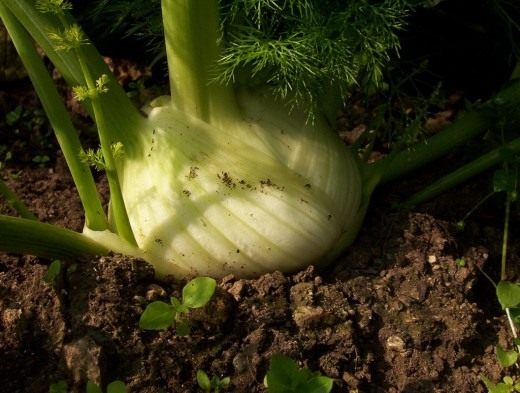 Фенхель (Fennel)