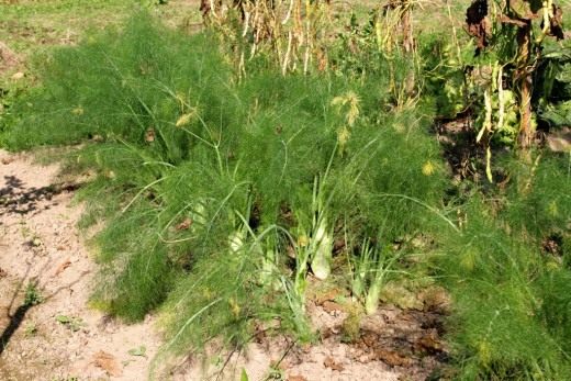 Фенхель (Fennel)