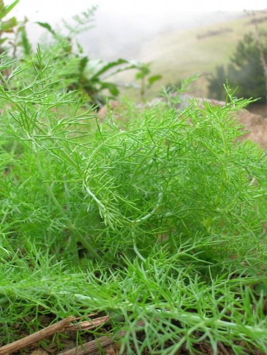 Фенхель (Fennel)