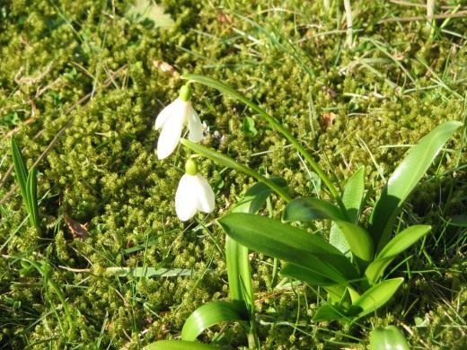 Подснежник (Snowdrops)