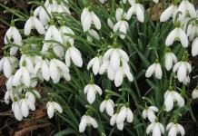Подснежник (Snowdrops)