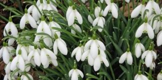 Подснежник (Snowdrops)