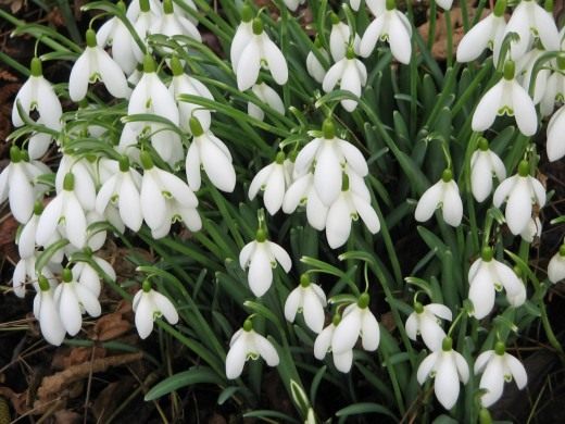 Подснежник (Snowdrops)