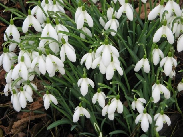 Подснежник (Snowdrops) Подснежник (Snowdrops)