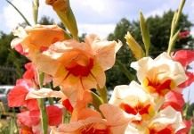 Гладиолус (Gladiolus)