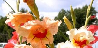 Гладиолус (Gladiolus)