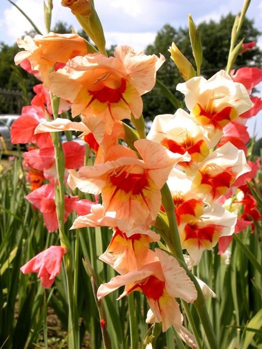 Гладиолус (Gladiolus)