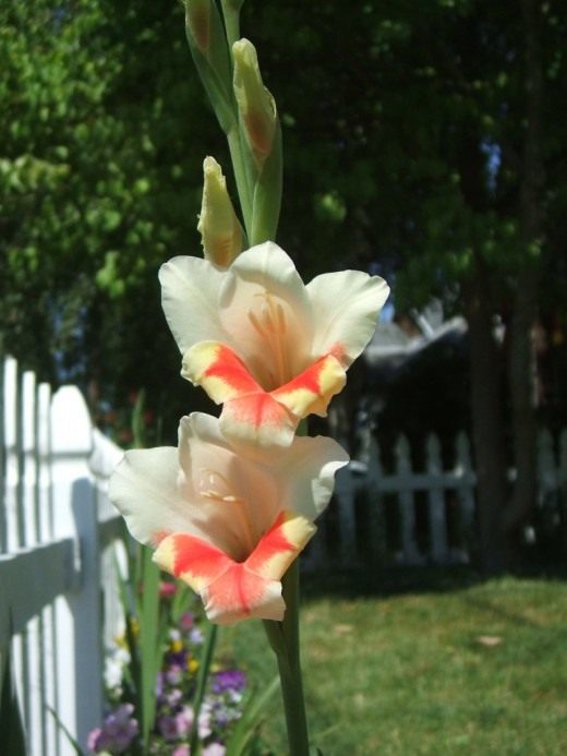 Гладиолус (Gladiolus)