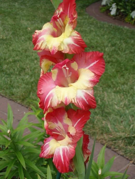 Гладиолус (Gladiolus)